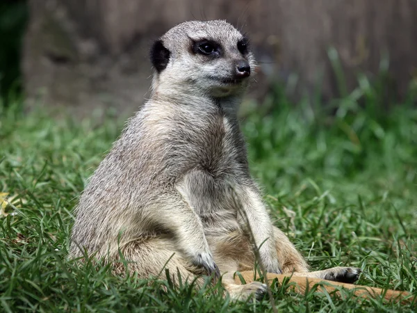 Meerkat на зеленой траве — стоковое фото