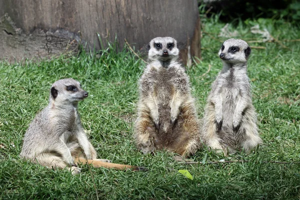 Familia de suricatas en la hierba — Foto de Stock