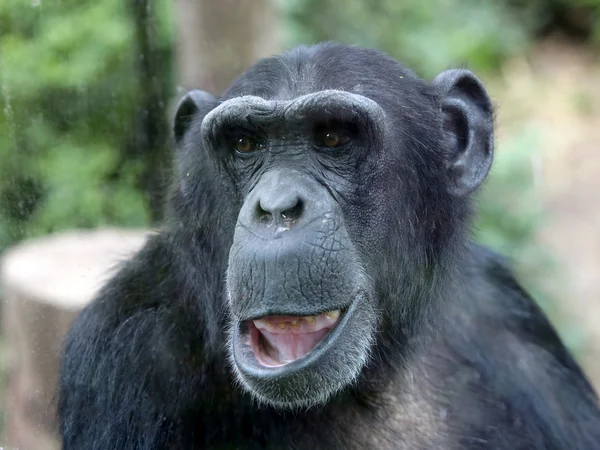 Portrait de chimpanzé en gros plan — Photo