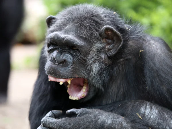 Portrait de chimpanzé en gros plan — Photo