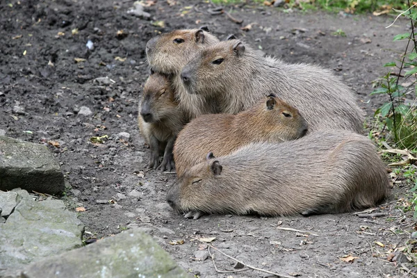 Capybaras, Hydrochoerus hydrochaeris — Stock Photo, Image