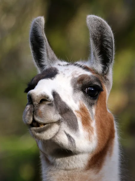 Lama portrait close up Stock Image