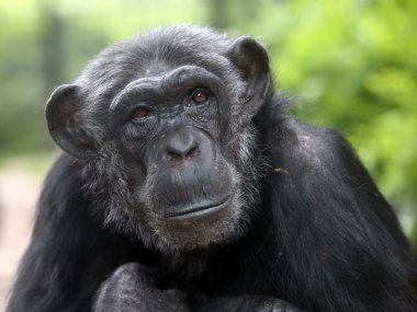 Chimpanzee portrait close up clipart