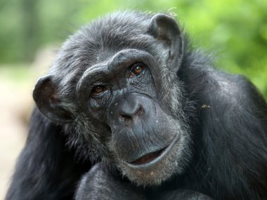 Chimpanzee portrait close up
