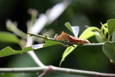 Yapraklarda exotical tırtıl