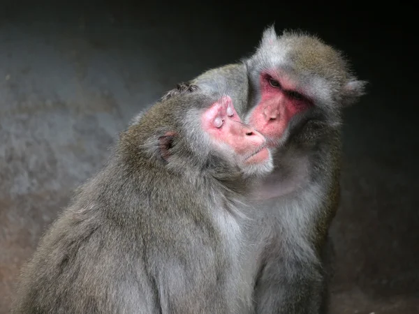 Ιαπωνική Macaque, Macaca Fuscata — Φωτογραφία Αρχείου