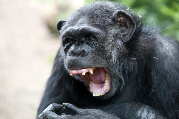 Schimpansenporträt aus nächster Nähe — Stockfoto