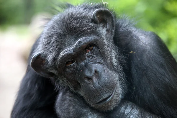 Şempanze portre yakın çekim — Stok fotoğraf
