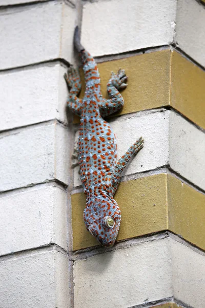 Gecko on the brick wall Royalty Free Stock Photos