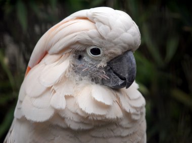 Beyaz sevimli cockatoe