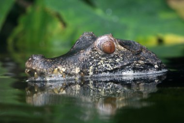 Cüce Caiman su