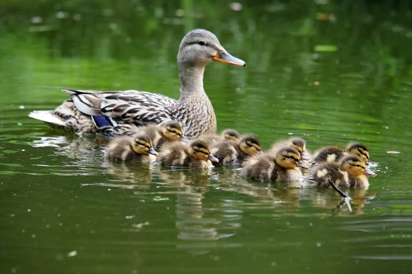 Matka kachna s ducklings — Stock fotografie