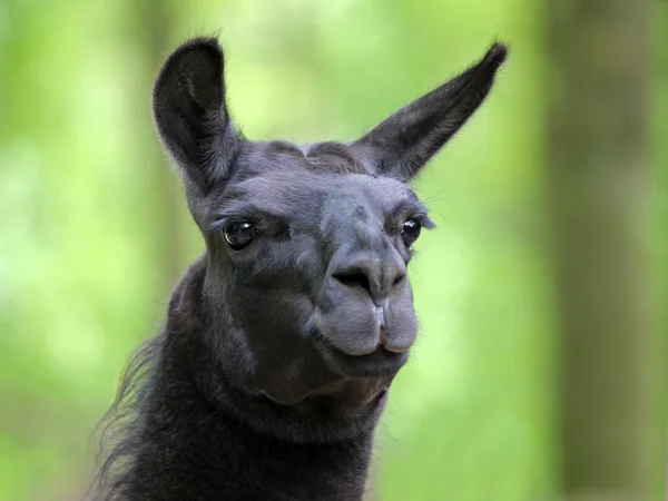 Head of cute lama — Stock Photo, Image
