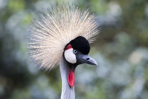 Gekroond kraan vogel — Stockfoto