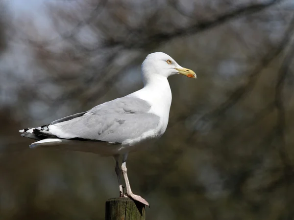 Möwe sitzt auf Zaun — Stockfoto