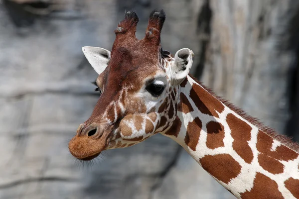 Kopf der niedlichen Giraffe — Stockfoto