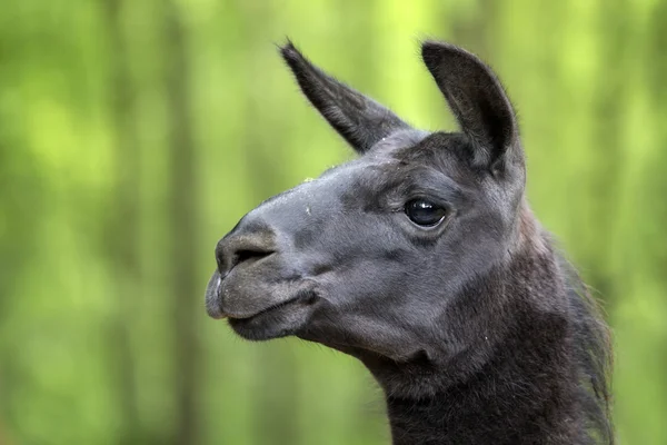 Head of cute lama — Stock Photo, Image
