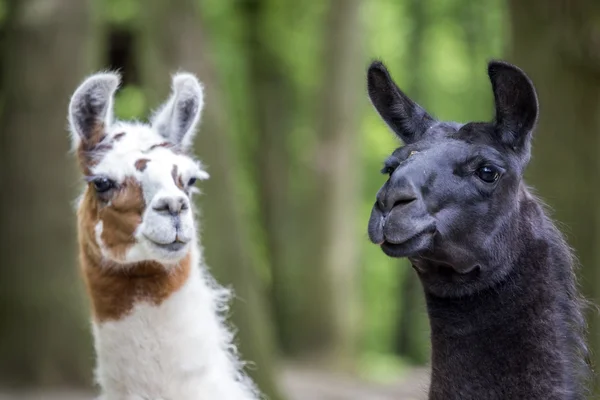 Two cute lamas — Stock Photo, Image