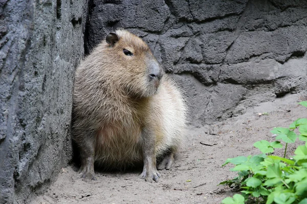 Capybara sitting on ground — Stock Photo, Image