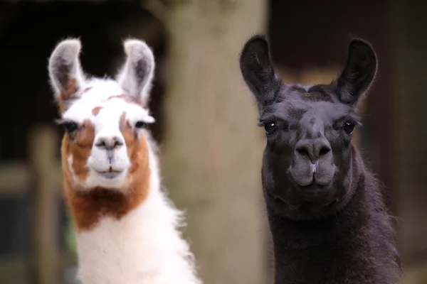 Deux lamas mignons — Photo
