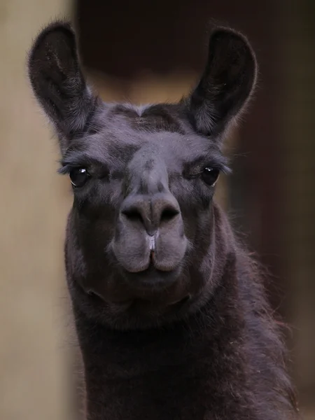 Zwarte schattig lama — Stockfoto