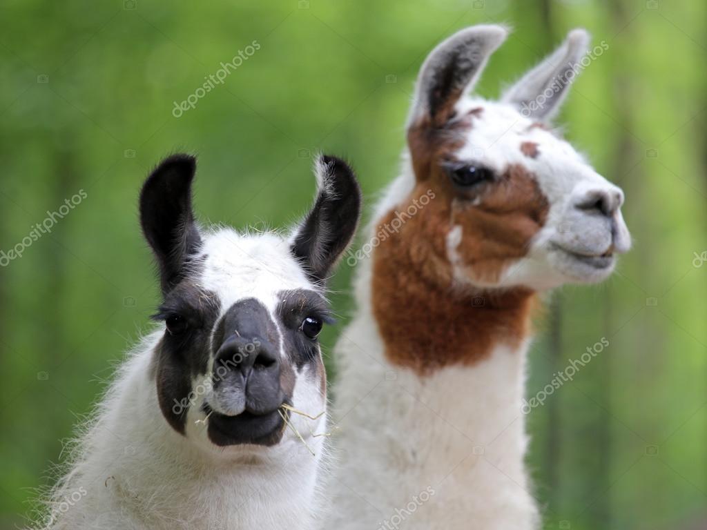 Llama Stock Photos, Royalty Free Llama Images | Depositphotos Llama Stock Photos, Royalty Free Llama Images | Depositphotos