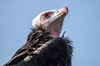 white head vulture clipart