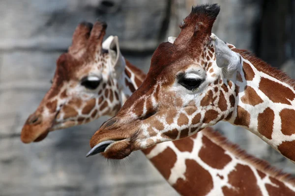 Dois girafa bonito — Fotografia de Stock