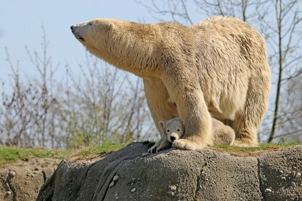Oso polar madre con niño —  Fotos de Stock