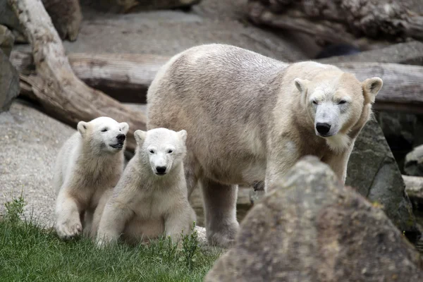 Niedźwiedź polarny matka z dwoma młodymi — Zdjęcie stockowe