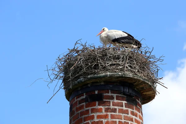 Stork in nest on roof — Stock Photo, Image