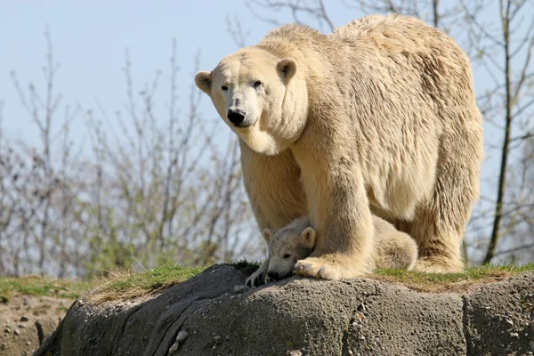 Isbjörn mor med barn — Stockfoto