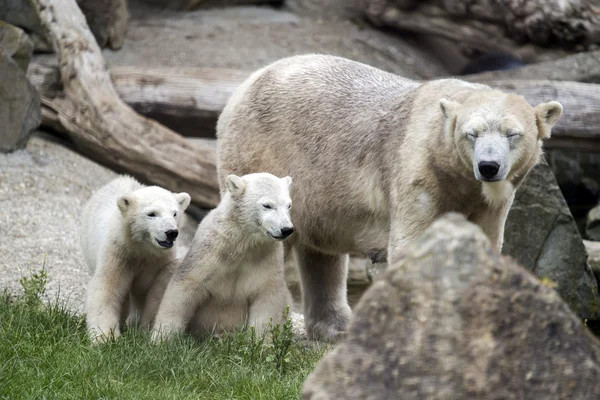 Polar oso madre con dos cachorros — Foto de Stock