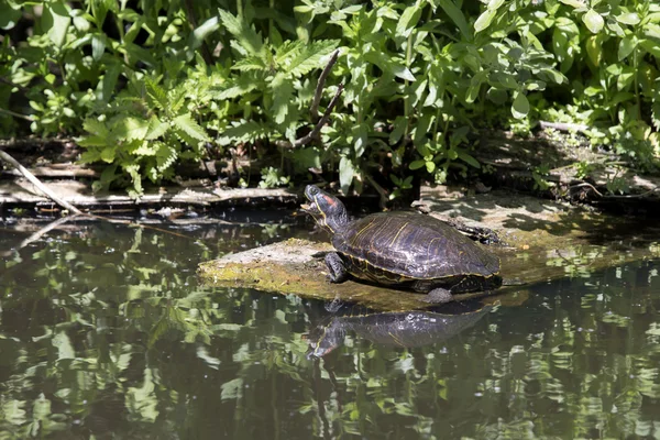 Екзотична черепаха біля води — стокове фото