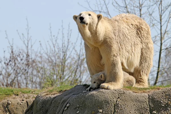 Niedźwiedź polarny matki z dzieckiem — Zdjęcie stockowe