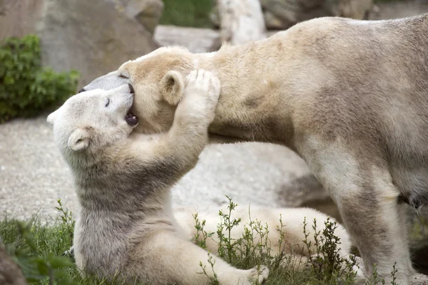 ホッキョクグマの子は母を抱いています。 — ストック写真