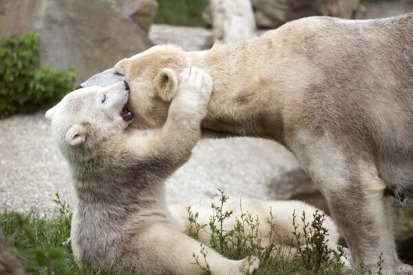 Polar bear cub is hugging mother