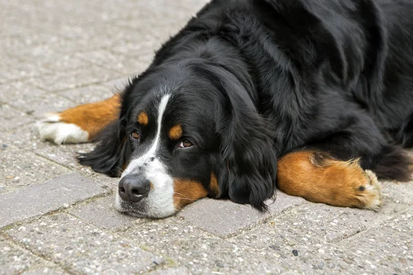 Σκυλί Bernese που βρίσκεται — Φωτογραφία Αρχείου