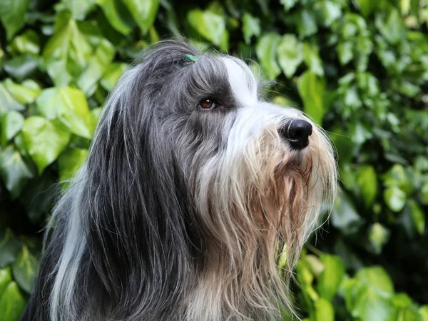 Bearded Collie hond — Stockfoto