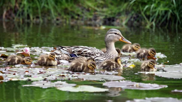 Matka kachna s ducklings — Stock fotografie