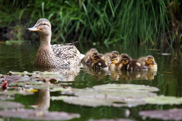 Moeder eend met kuikens — Stockfoto