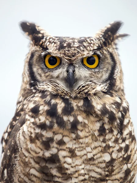 Uccello gufo carino — Foto Stock