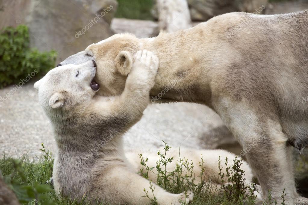 Mom Wait Mama Bear and Cub, Wildlife Photography, Animal Photo