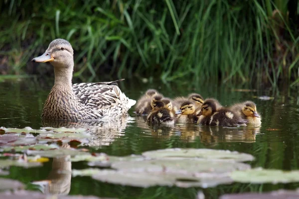 Anatra con pulcini in acqua — Foto Stock