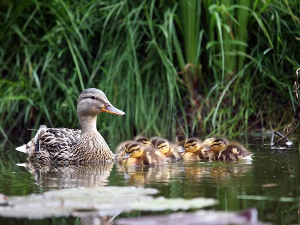 Eend met kuikens in water — Stockfoto