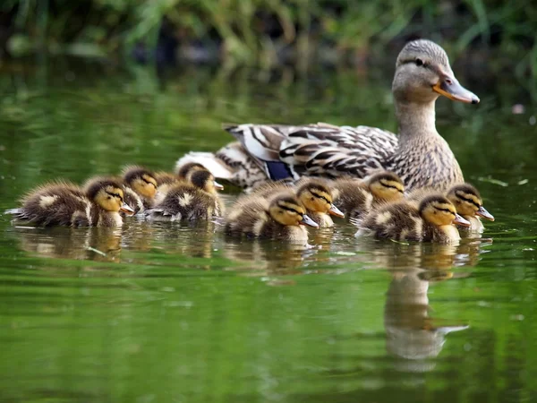 Pato con polluelos en agua —  Fotos de Stock