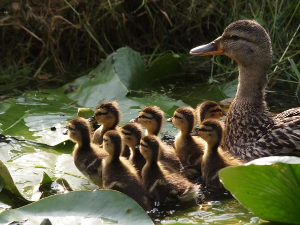 Mãe pato com patinhos — Fotografia de Stock