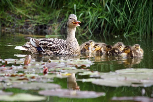 Anatra con pulcini in acqua — Foto Stock