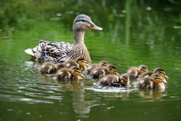 Duck with chicks in water — Stock Photo, Image