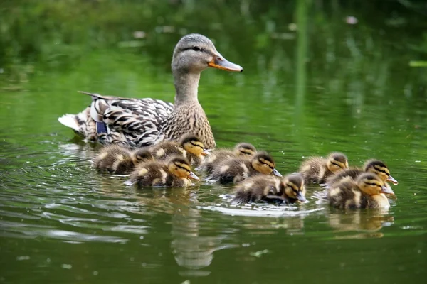 Pato con polluelos en agua —  Fotos de Stock